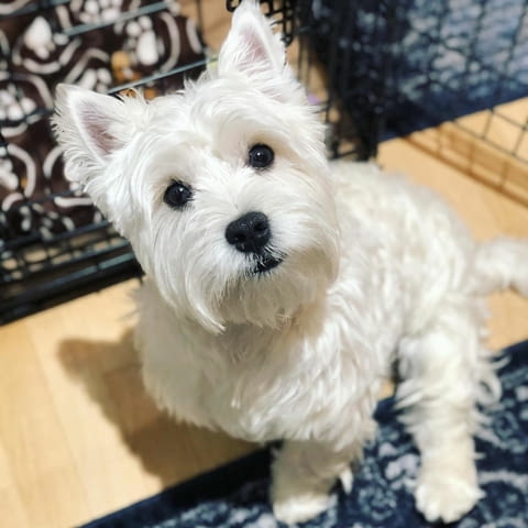 West Highland Terrier Puppies for sale Другa, 3 месеца, Ваксинирано - Да - град София | Кучета - снимка 3