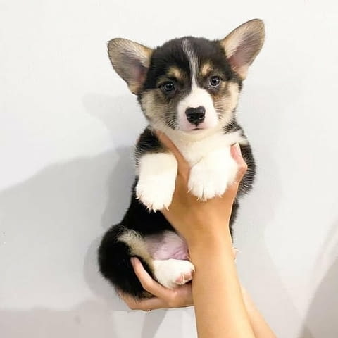 Welsh Corgi Puppies for sale Уелски териер, 3 месеца, Ваксинирано - Да - град София | Кучета - снимка 1