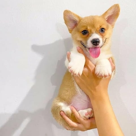 Welsh Corgi Puppies for sale Уелски териер, 3 месеца, Ваксинирано - Да - град София | Кучета - снимка 2