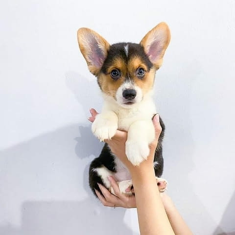Welsh Corgi Puppies for sale Уелски териер, 3 месеца, Ваксинирано - Да - град София | Кучета - снимка 3