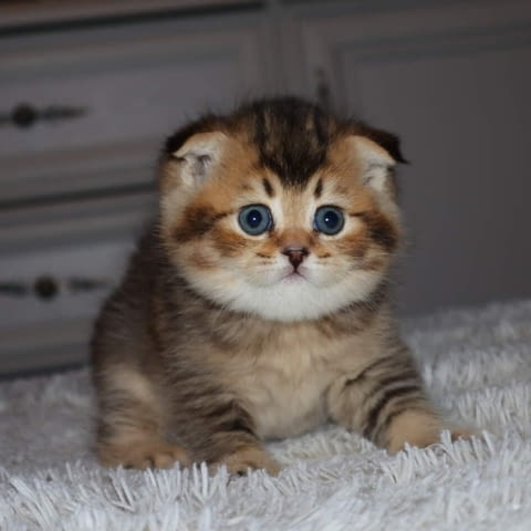 Scottish Fold Kittens for sale Манчкин, 2 месеца, Ваксина - Да - град София | Котки - снимка 1