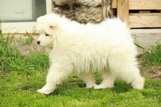 Samoyed puppies For Sale Другa, 3 месеца, Ваксинирано - Да - град София | Кучета - снимка 2