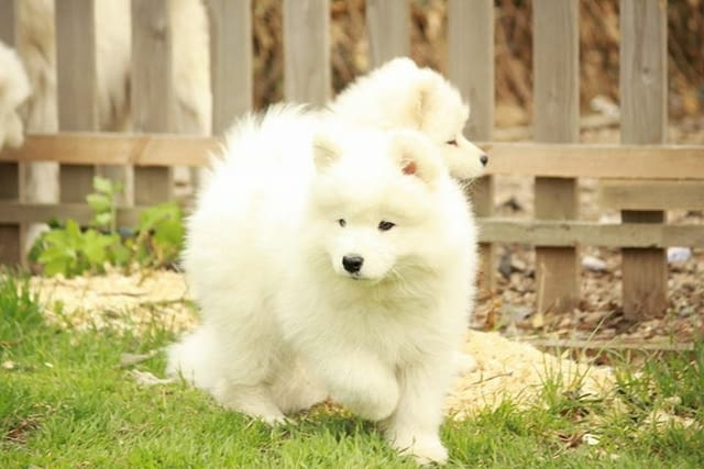Samoyed puppies For Sale Другa, 3 месеца, Ваксинирано - Да - град София | Кучета - снимка 3