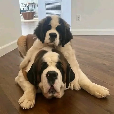Saint Bernard Puppies for Sale Санбернар късокосмест, Ваксинирано - Да, За разплод - Да - град София | Кучета