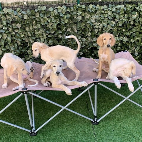 Saluki Puppies available Салуки (Персийска хрътка), 3 месеца, Ваксинирано - Да - град София | Кучета - снимка 2