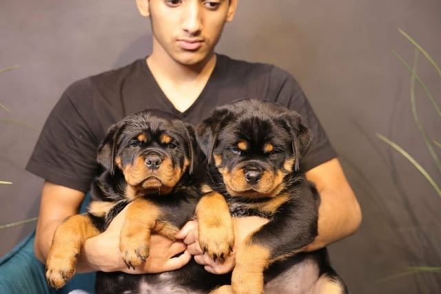 Rottweiler Puppies Available for sale Ротвайлер, 3 месеца, Ваксинирано - Да - град София | Кучета - снимка 3