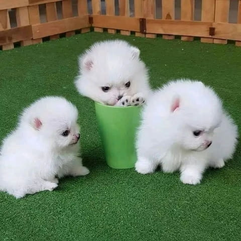 Teacup Pomeranian Померан (Малък английски шпиц), 3 месеца, Ваксинирано - Да - град София | Кучета - снимка 1