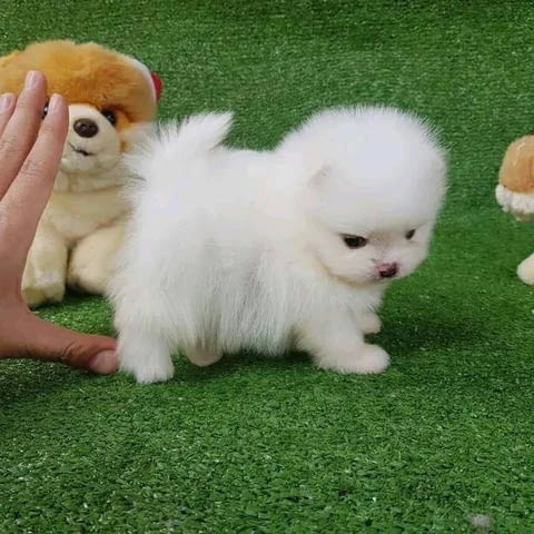 Teacup Pomeranian Померан (Малък английски шпиц), 3 месеца, Ваксинирано - Да - град София | Кучета - снимка 2