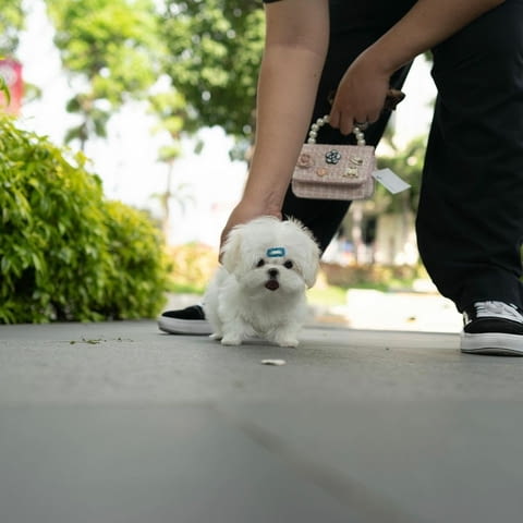 Teacup Maltese Puppies Малтийска болонка, 3 месеца, Ваксинирано - Да - град София | Кучета - снимка 2