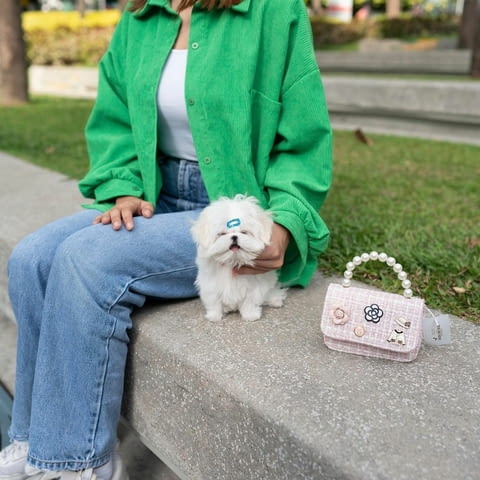 Teacup Maltese Puppies Малтийска болонка, 3 месеца, Ваксинирано - Да - град София | Кучета - снимка 3