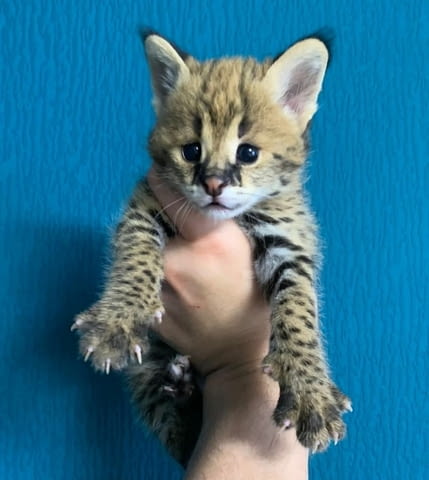 4 Serval Kittens Other, 3 Months, Vaccine - Yes - city of Sofia | Cats - снимка 1