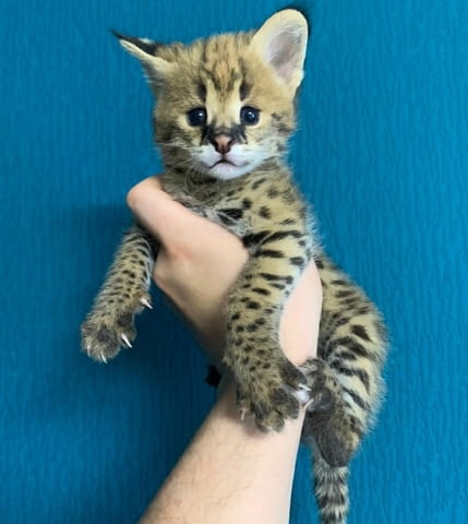 4 Serval Kittens Other, 3 Months, Vaccine - Yes - city of Sofia | Cats - снимка 2
