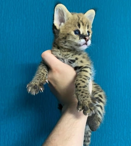 4 Serval Kittens Other, 3 Months, Vaccine - Yes - city of Sofia | Cats - снимка 3