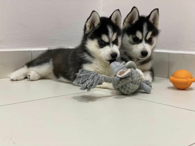 Siberian husky puppies available for Sale Siberian Husky, 3 Months, Vaccinated - Yes - city of Sofia | Dogs - снимка 2