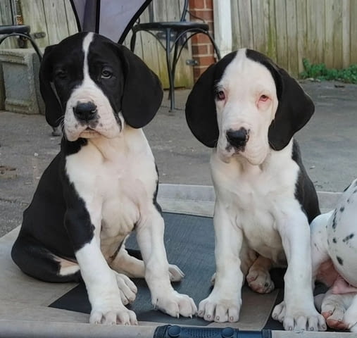 Great Dane Puppies for Adoption Немски дог, 3 месеца, Ваксинирано - Да - град София | Кучета - снимка 1