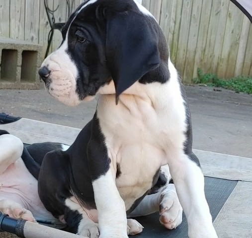 Great Dane Puppies for Adoption Немски дог, 3 месеца, Ваксинирано - Да - град София | Кучета - снимка 2