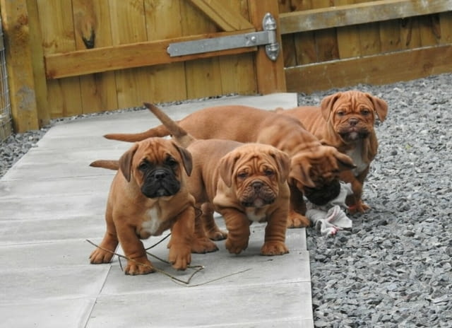 Dogue De Bordeaux Puppies Dog of Bordo, 3 Months, Vaccinated - Yes - city of Sofia | Dogs - снимка 1