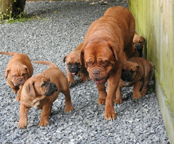 Dogue De Bordeaux Puppies Dog of Bordo, 3 Months, Vaccinated - Yes - city of Sofia | Dogs - снимка 2