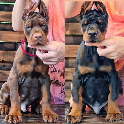 Doberman Pinscher Puppies Available for sale 3 Months, Vaccinated - Yes, Dewormed - Yes - city of Sofia | Dogs