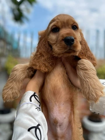 Cocker Spaniel Puppies For Sale . English Cocker Spaniel, 2 Months, Vaccinated - Yes - city of Sofia | Dogs - снимка 1