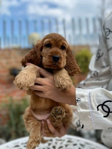 Cocker Spaniel Puppies For Sale . English Cocker Spaniel, 2 Months, Vaccinated - Yes - city of Sofia | Dogs - снимка 2