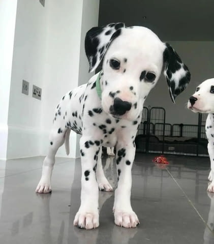 Dalmatian puppies now ready for a new home - city of Sofia | Dogs - снимка 2