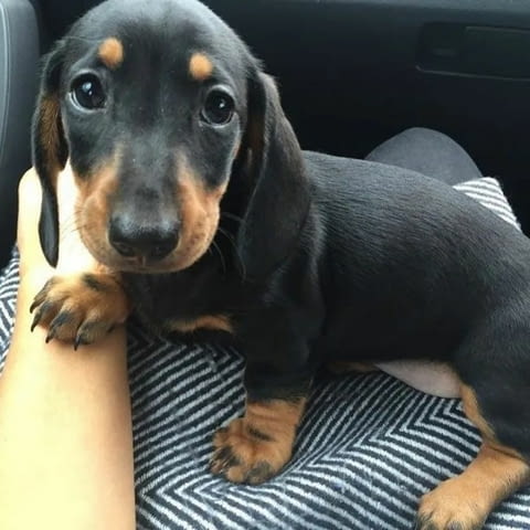 Dachshund puppies For Sale Дакел малък, 3 месеца, Ваксинирано - Да - град София | Кучета - снимка 2