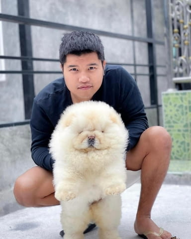 Chow chow puppies for Sale Chow-Chow, 3 Months, Vaccinated - Yes - city of Sofia | Dogs - снимка 2