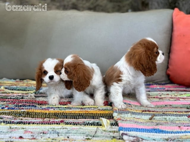 Cavalier King Charles Spaniel puppies for Sale 3 Months, Vaccinated - Yes, Dewormed - Yes - city of Sofia | Dogs - снимка 1