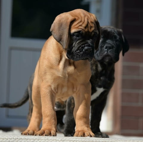 BullMastiff Puppies For Sale Булмастиф, 3 месеца, Ваксинирано - Да - град София | Кучета - снимка 1