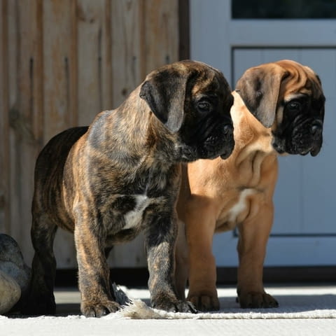 BullMastiff Puppies For Sale Булмастиф, 3 месеца, Ваксинирано - Да - град София | Кучета - снимка 3