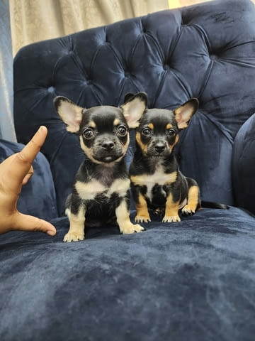Chihuahua puppies for Sale 2 Months, Vaccinated - Yes, Dewormed - Yes - city of Sofia | Dogs - снимка 1