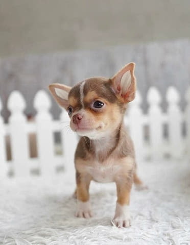 Chihuahua puppies for Sale 2 Months, Vaccinated - Yes, Dewormed - Yes - city of Sofia | Dogs - снимка 2