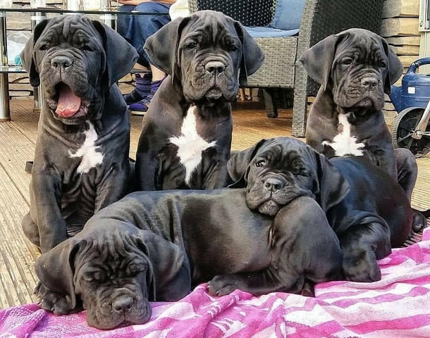 Cane Corso puppies for sale. Канекорсо, 3 месеца, Ваксинирано - Да - град София | Кучета