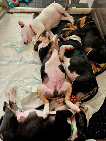Bull terrier Puppies Бултериер, 3 месеца, Ваксинирано - Да - град София | Кучета - снимка 2