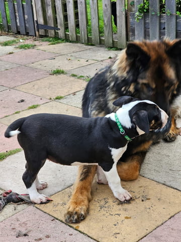Bull terrier Puppies Бултериер, 3 месеца, Ваксинирано - Да - град София | Кучета - снимка 3
