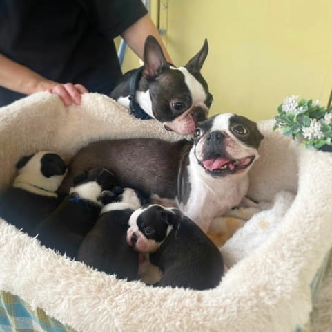 Boston Terrier Puppies For New Homes Бостънски териер, 3 месеца, Ваксинирано - Да - град София | Кучета - снимка 1
