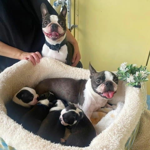 Boston Terrier Puppies For New Homes Бостънски териер, 3 месеца, Ваксинирано - Да - град София | Кучета - снимка 2