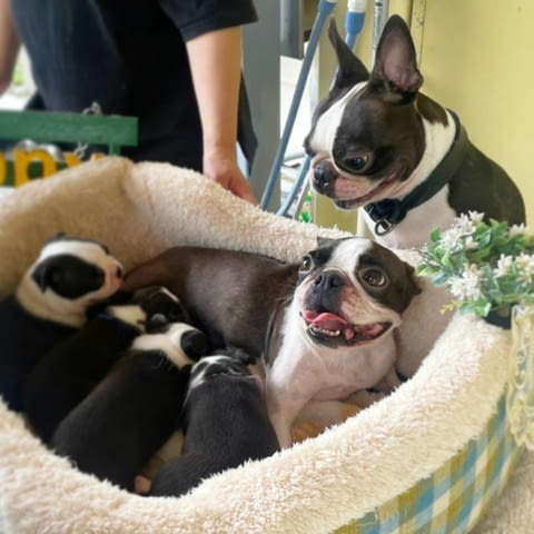 Boston Terrier Puppies For New Homes Бостънски териер, 3 месеца, Ваксинирано - Да - град София | Кучета - снимка 3