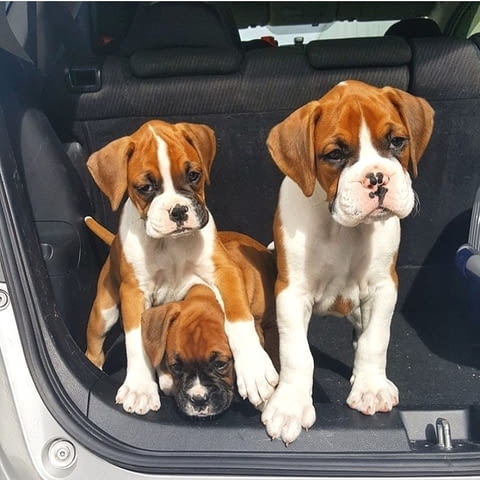 Boxer Puppies For Adoption Боксер, 3 месеца, Ваксинирано - Да - град София | Кучета
