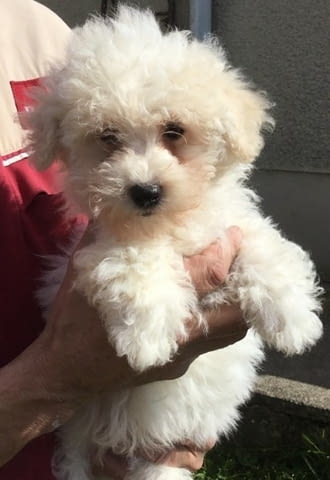 Bichon Frise Puppies Бишон фризе, 3 месеца, Ваксинирано - Да - град София | Кучета - снимка 1