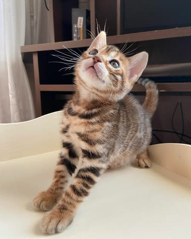 Bengal Kittens for sale 2 Months, Vaccine - Yes, Dewormed - Yes - city of Sofia | Cats - снимка 1