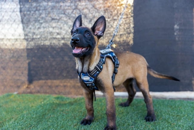 Belgian malinois puppies for adoption. Другa, 3 месеца, Ваксинирано - Да - град София | Кучета - снимка 3