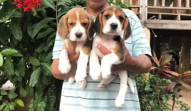Beagle Puppies for Adoption 3 Months, Vaccinated - Yes - city of Sofia | Dogs