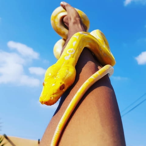 Albino Python ball snakes for sale. - city of Sofia | Other - снимка 2