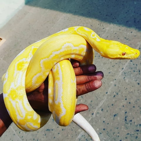 Albino Python ball snakes for sale. - city of Sofia | Other - снимка 3
