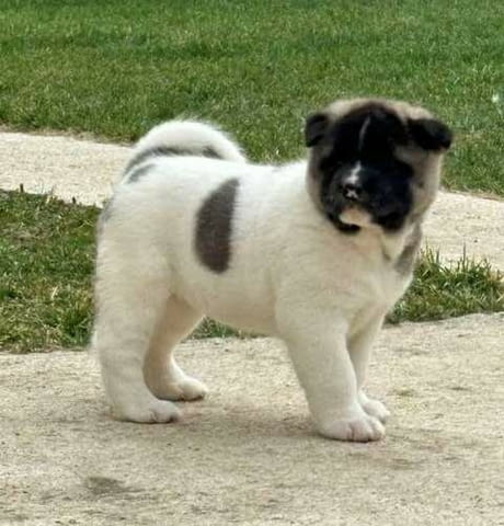 Akita Puppies Available Now Акита, 3 месеца, Ваксинирано - Да - град София | Кучета - снимка 1