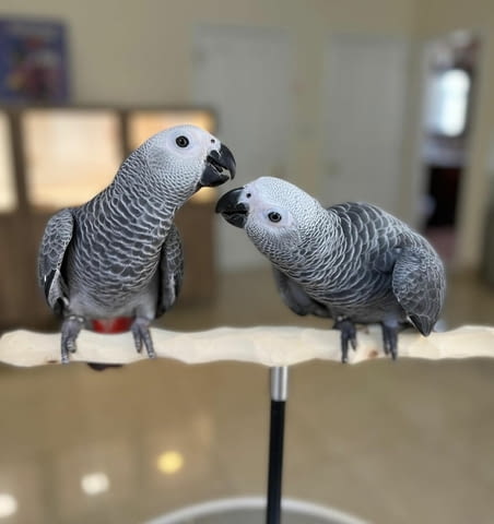 Talking African Grey Parrots for sale Папагал, 6 месеца - град София | Птици / Екзотични - снимка 1