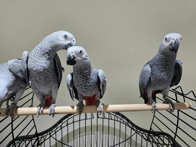 Talking African Grey Parrots for sale Папагал, 6 месеца - град София | Птици / Екзотични - снимка 2