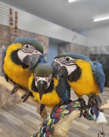 Pair of Blue and Gold Macaws For Sale Папагал, 1 година - град София | Птици / Екзотични - снимка 1